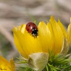 - Marienkäfer auf der Adonisblüte -