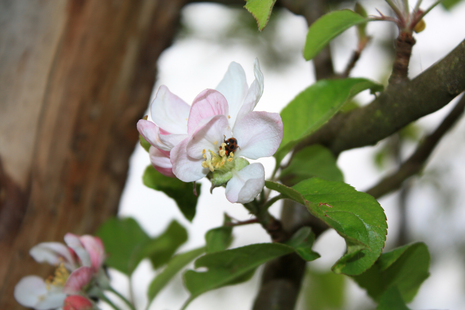 Marienkäfer auf der Apfelblüte.