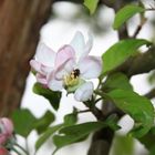 Marienkäfer auf der Apfelblüte.