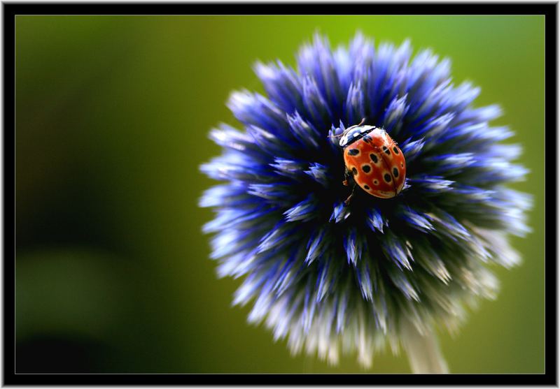 Marienkäfer auf der Distel