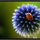 Marienkäfer auf der Distel