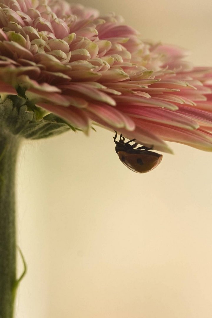 Marienkäfer auf der Gerbera