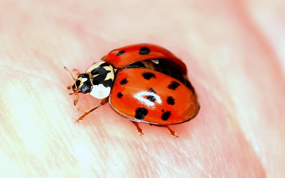 Marienkäfer auf der Innenhandfläche.