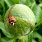 Marienkäfer auf der Knospe einer Pfingstrose