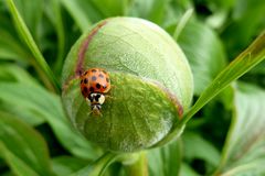 Marienkäfer auf der Knospe einer Pfingstrose