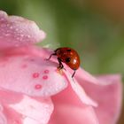 Marienkäfer auf der Rose