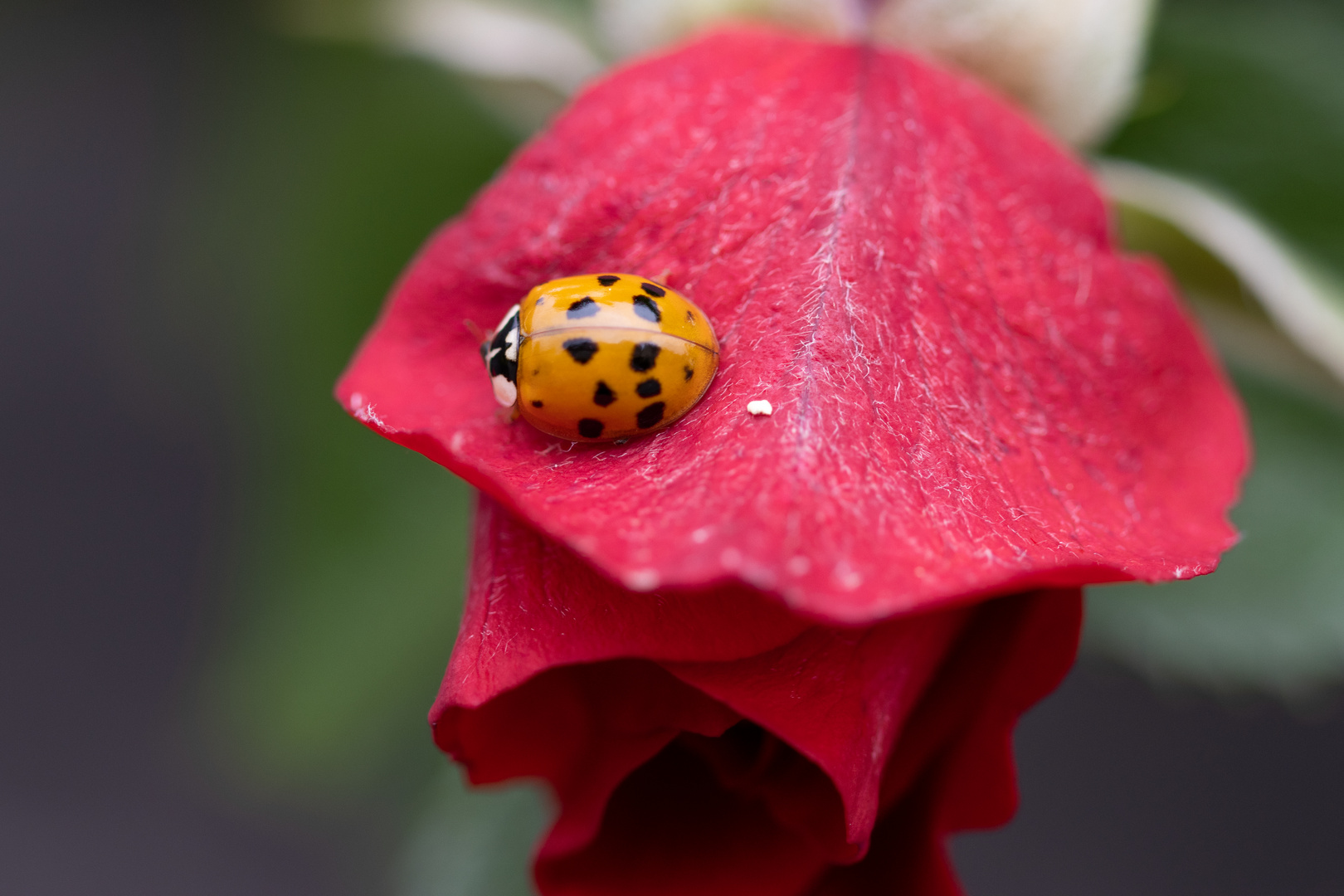 Marienkäfer auf der Rose