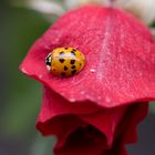 Marienkäfer auf der Rose