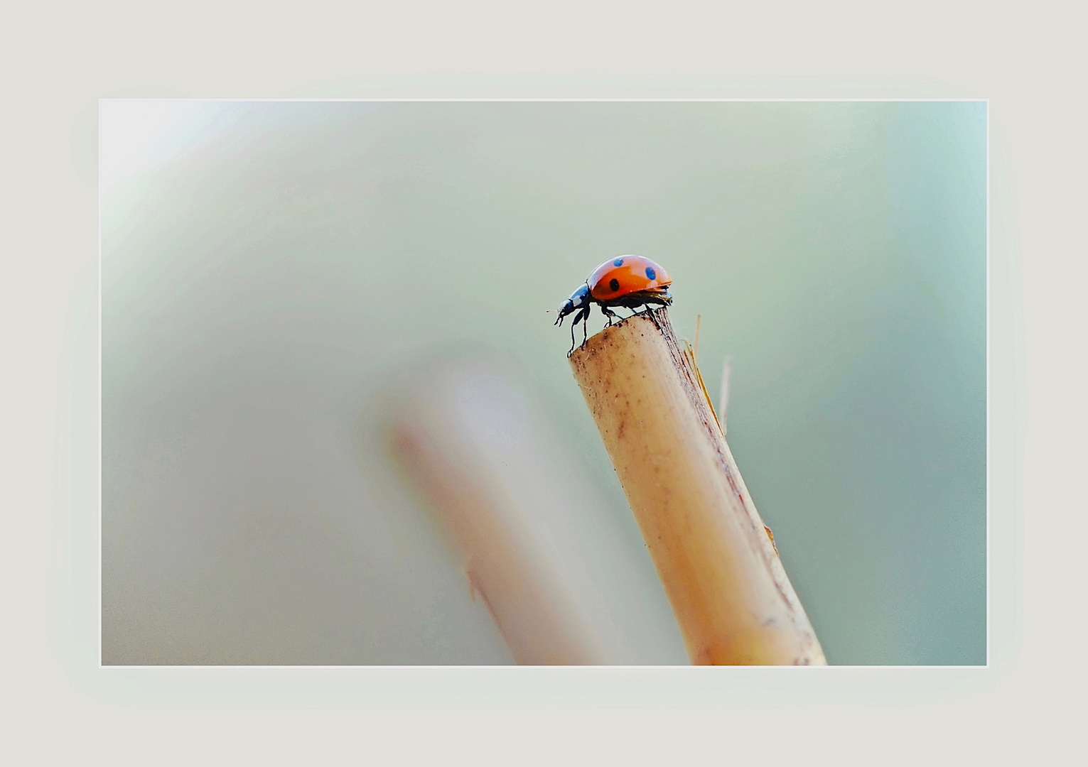 Marienkäfer auf der Spitze Foto & Bild | tiere, wildlife ...