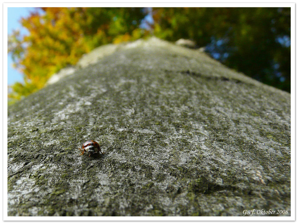 Marienkäfer auf der Startrampe