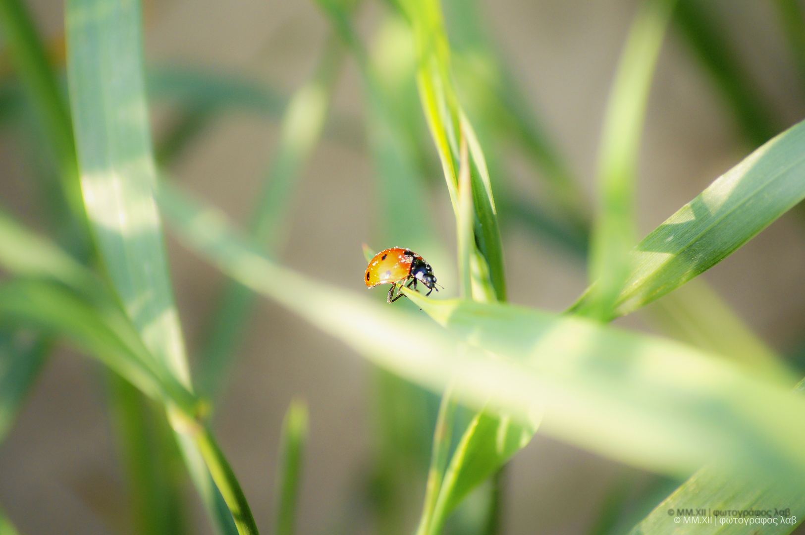 Marienkäfer auf der Suche