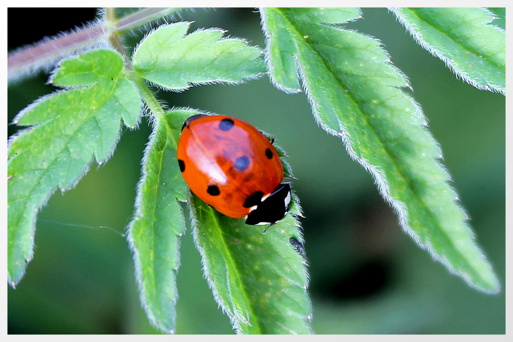 Marienkäfer auf der Suche nach dem Mittagessen