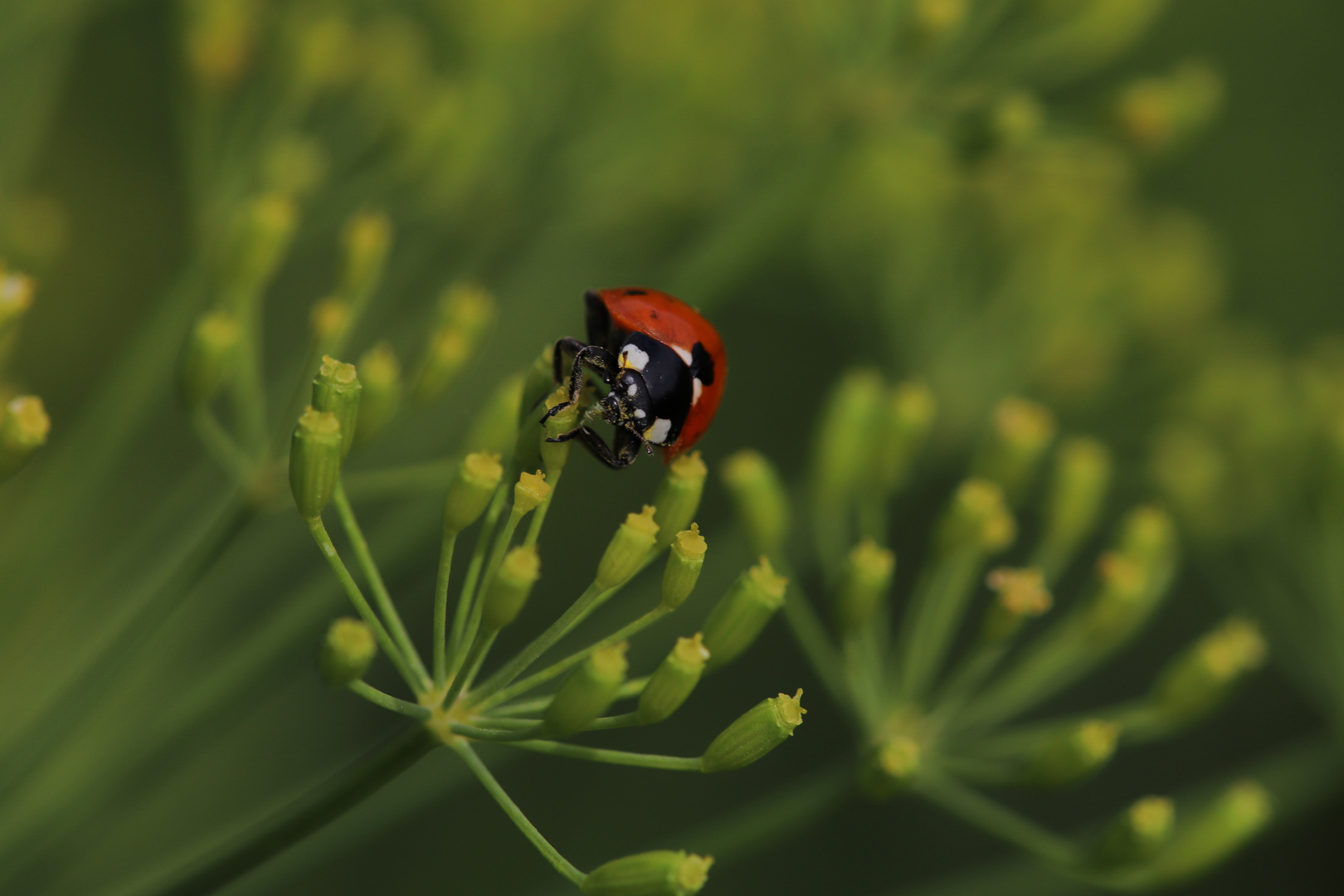 Marienkäfer auf Dill