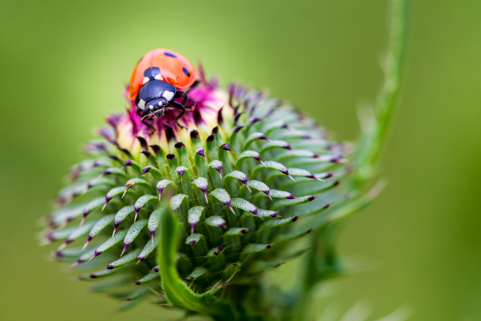 Marienkäfer auf Distel