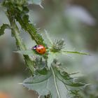 Marienkäfer auf Distel