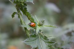 Marienkäfer auf Distel