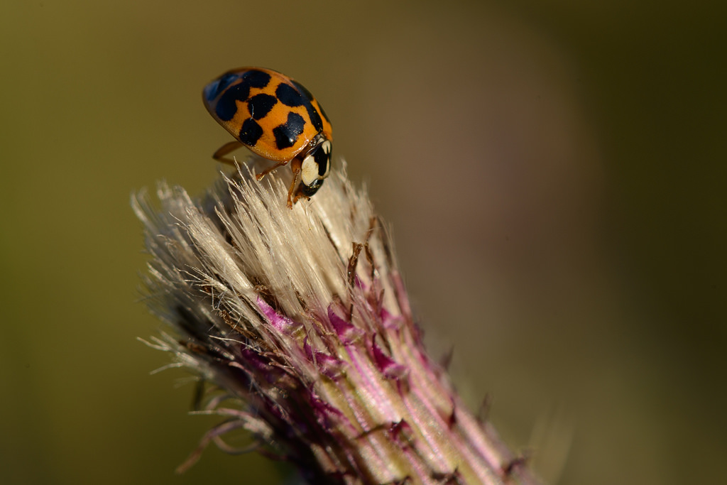 Marienkäfer auf Distelblüte