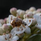 Marienkäfer auf Dolde 3/3