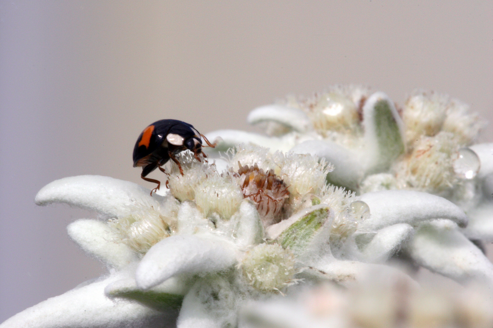 Marienkäfer auf Edelweiss