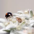 Marienkäfer auf Edelweiss