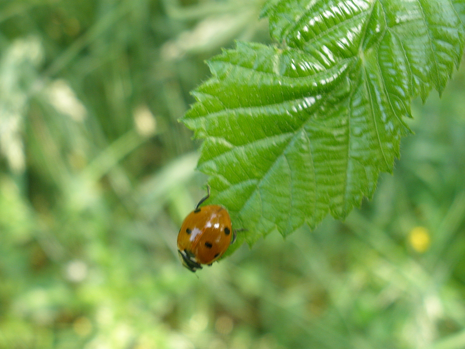 Marienkäfer auf einem Blatt