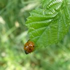 Marienkäfer auf einem Blatt