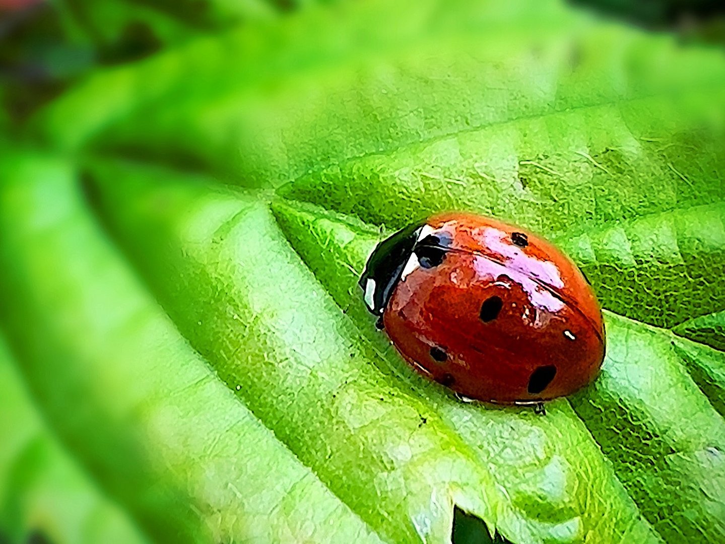 Marienkäfer auf einem Blatt