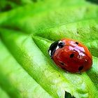 Marienkäfer auf einem Blatt