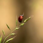 Marienkäfer auf einem Grashalm