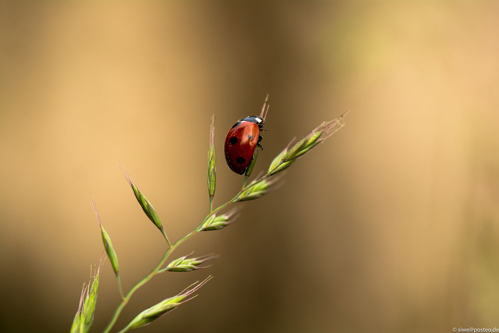 Marienkäfer auf einem Grashalm