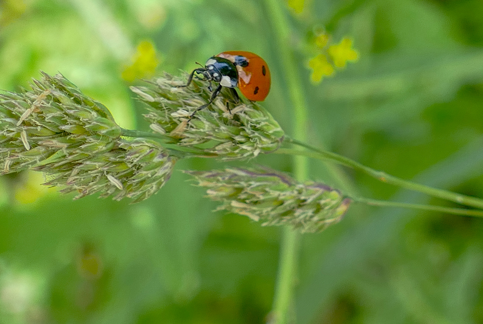 Marienkäfer auf einem Grashalm