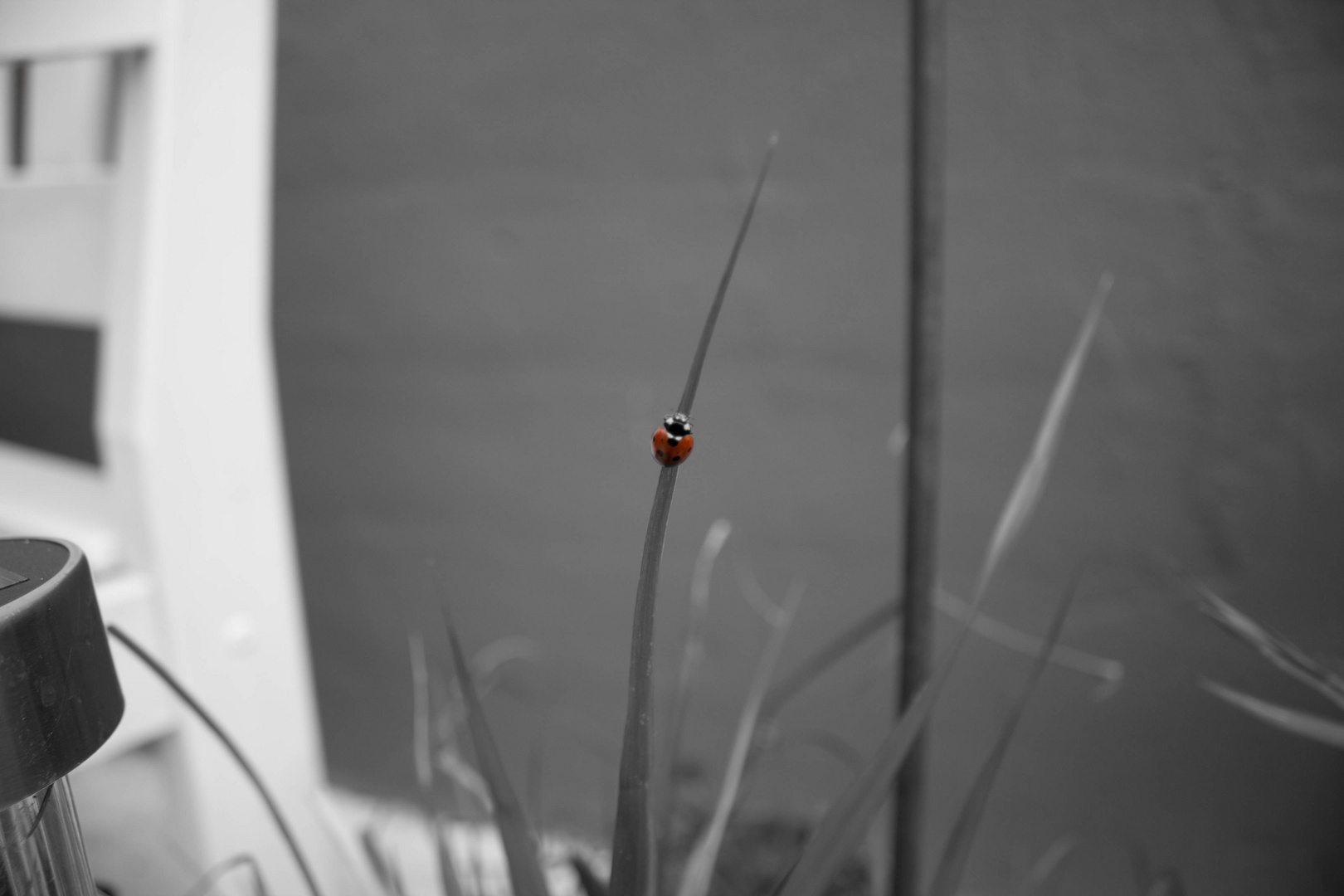 Marienkäfer auf einem Grashalm