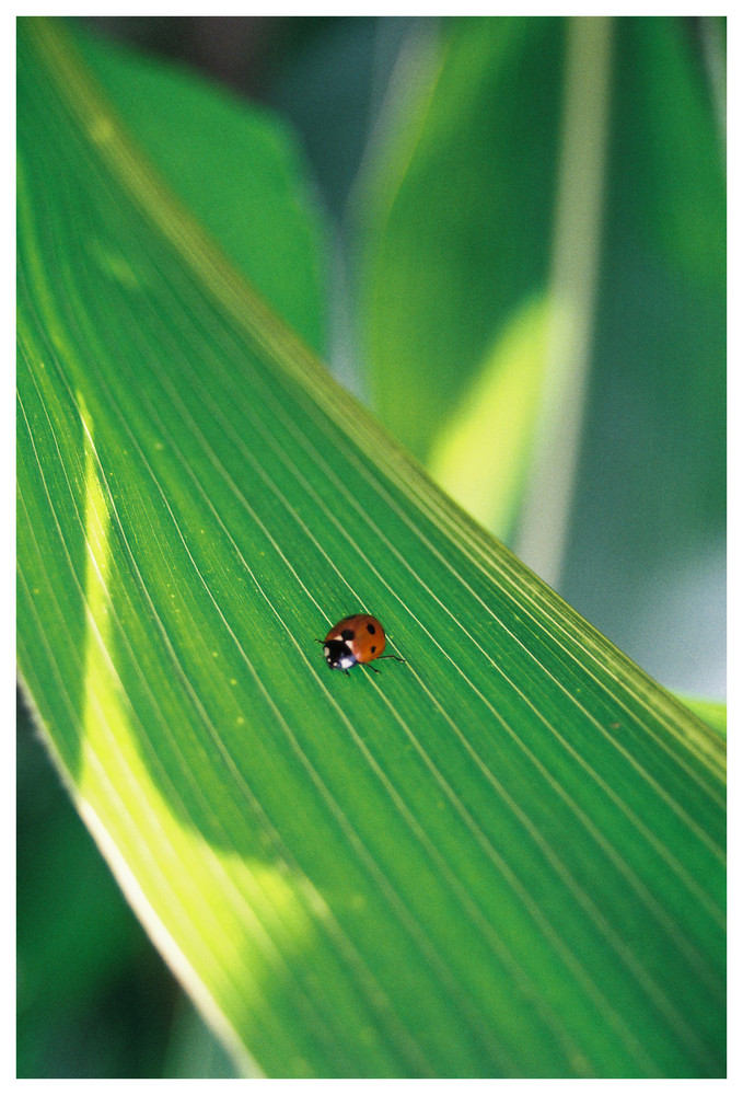 Marienkäfer auf einem Maisblatt