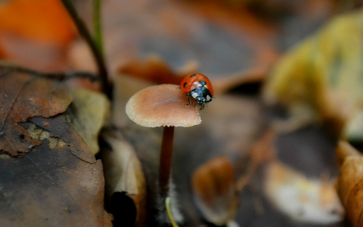 Marienkäfer auf einem Pilz