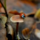 Marienkäfer auf einem Pilz