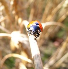 Marienkäfer auf einem Weizen-Halm