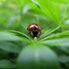 Marienkäfer auf einen Spaziergang