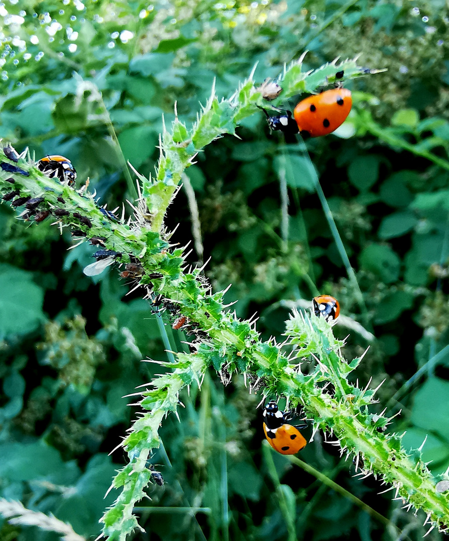 Marienkäfer auf einer Distel