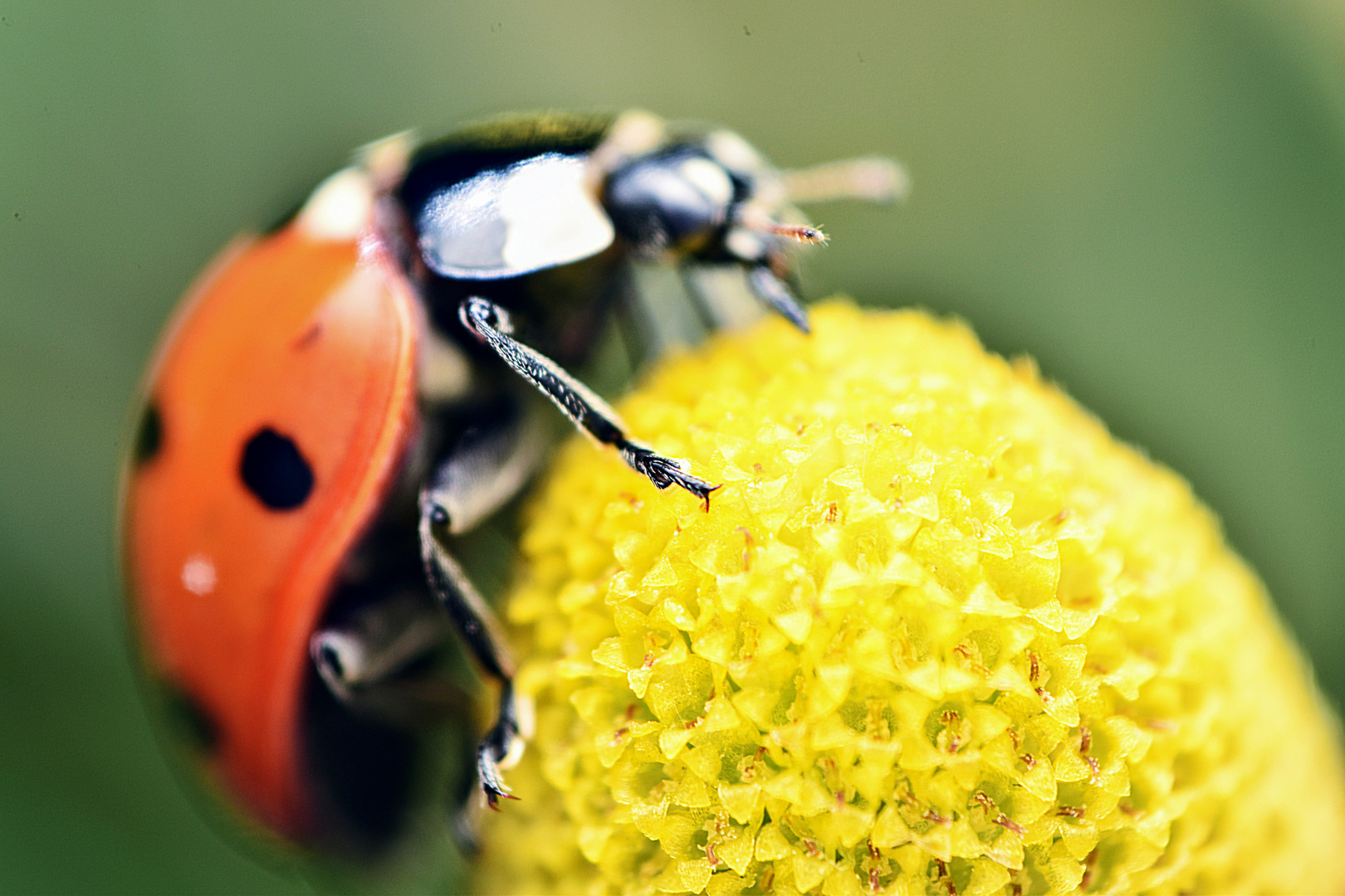 Marienkäfer auf einer Kamillenblüte