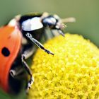 Marienkäfer auf einer Kamillenblüte