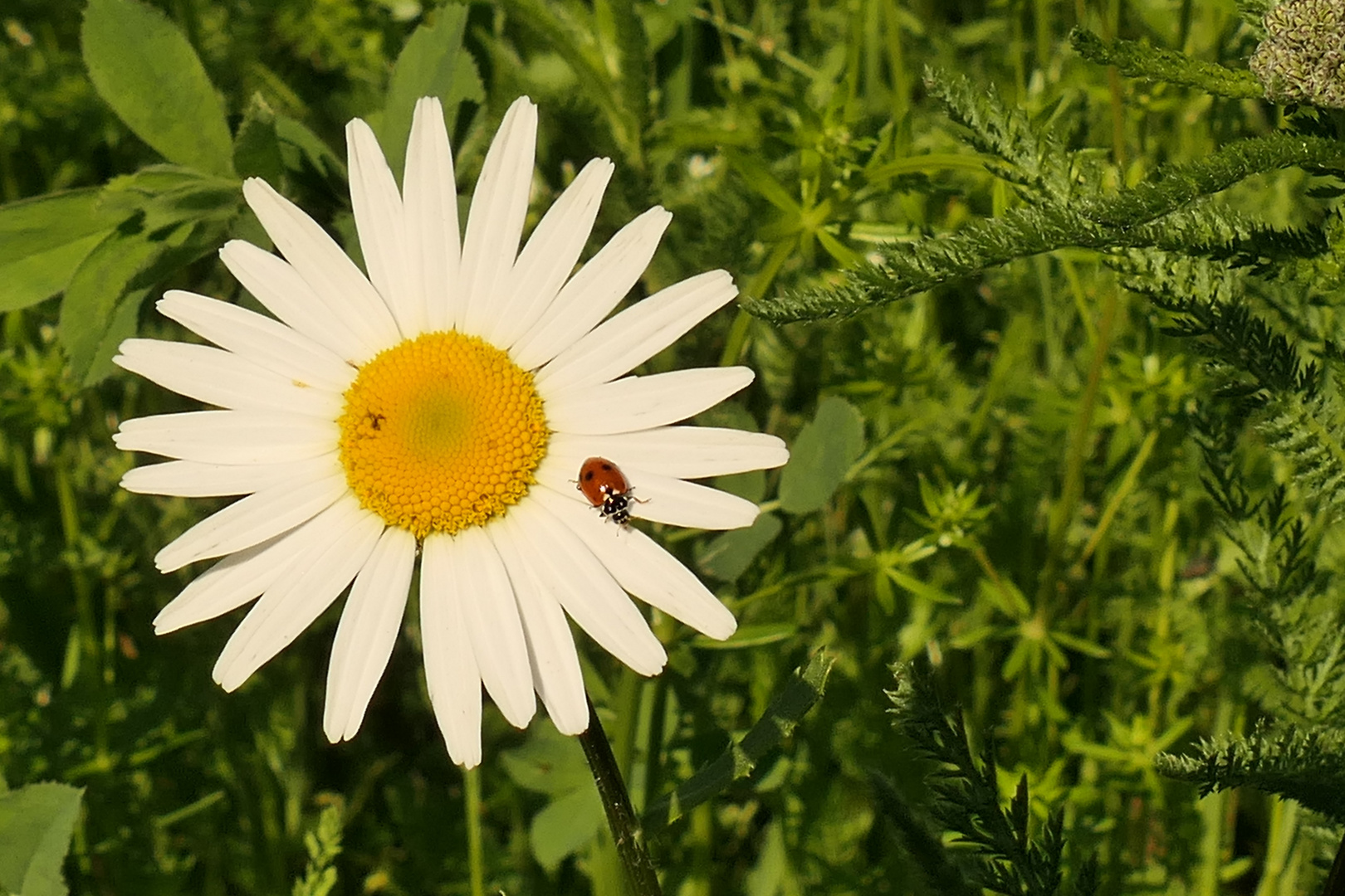 Marienkäfer auf einer Margerite