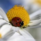 Marienkäfer auf einer Margeritenblüte