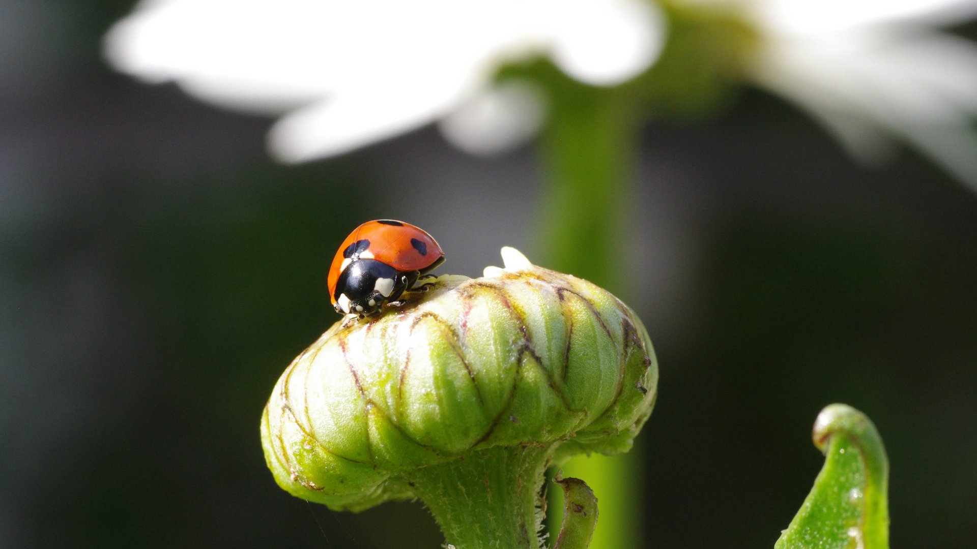 Marienkäfer auf einer Margeritenknospe