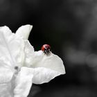 Marienkäfer auf einer Petunie