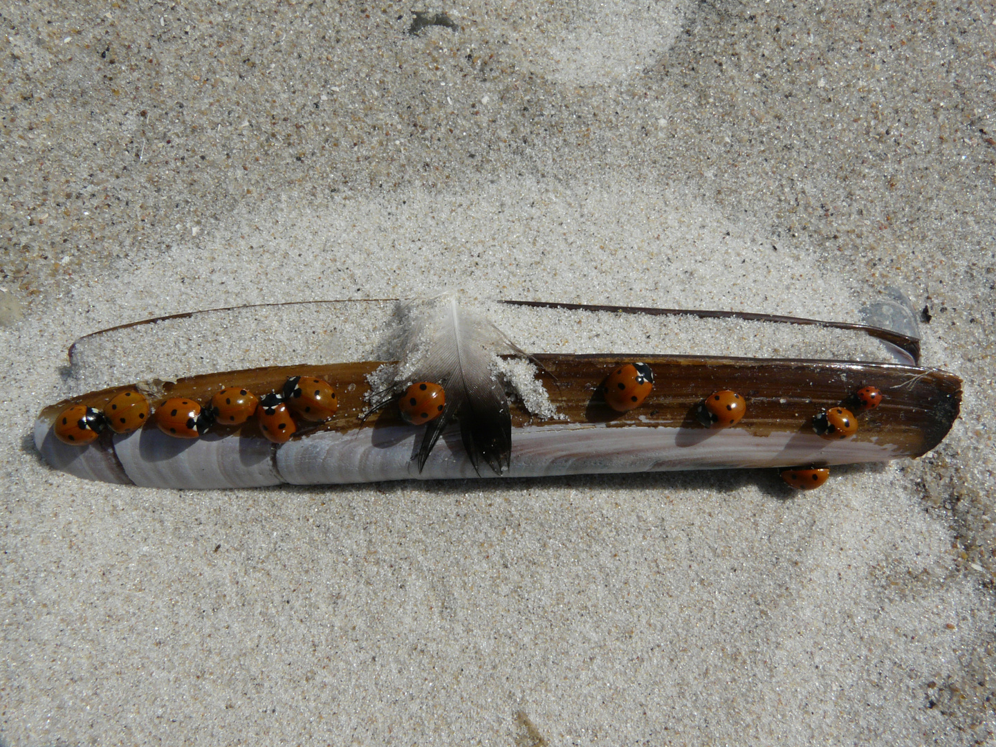 Marienkäfer auf einer Schwertmuschel am Strand in Dänemark