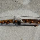 Marienkäfer auf einer Schwertmuschel am Strand in Dänemark