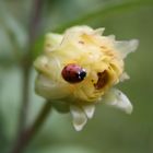 Marienkäfer auf Entdeckungsreise