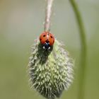 Marienkäfer auf Entdeckungstour