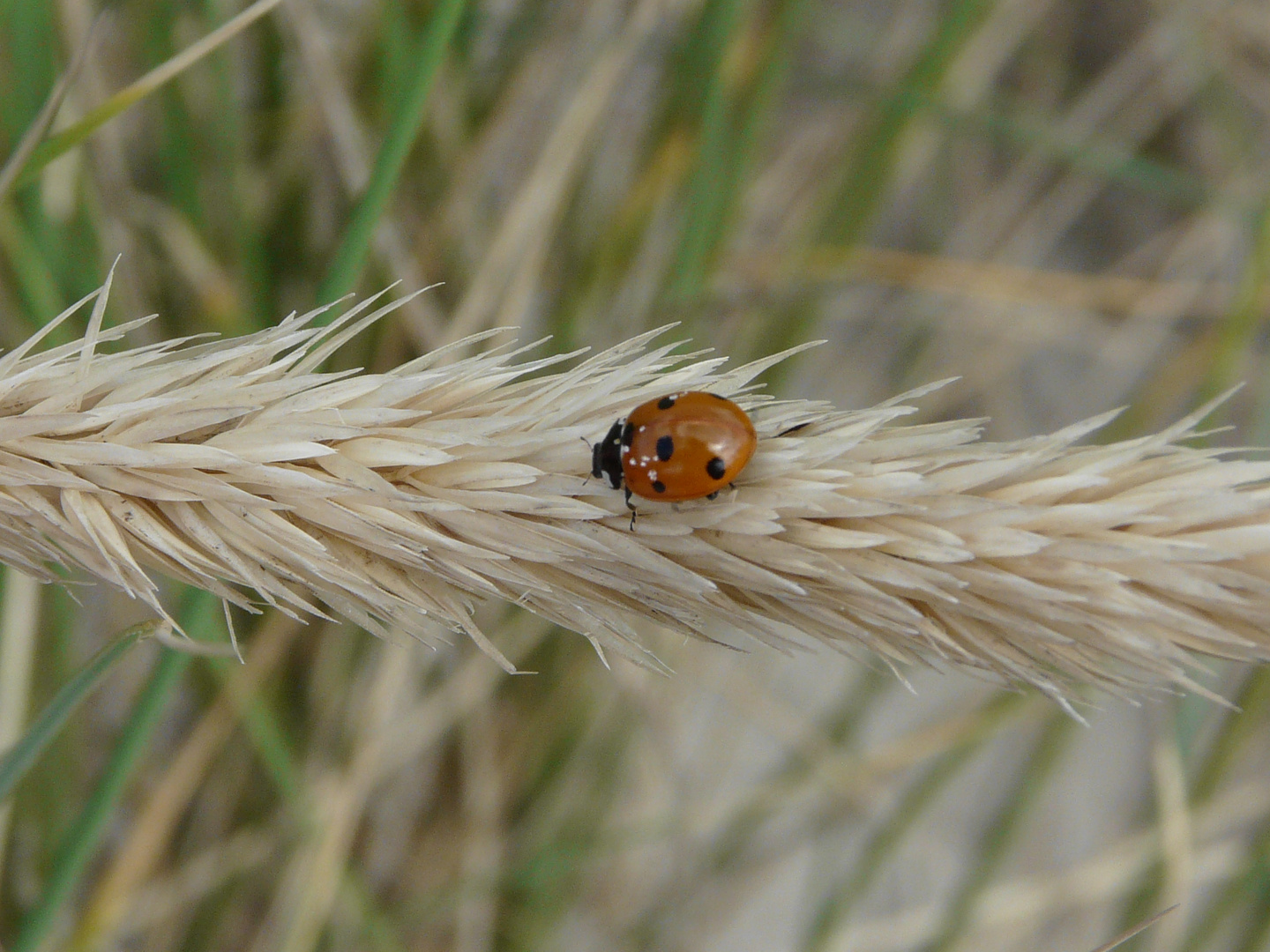 Marienkäfer auf Erkundungstour