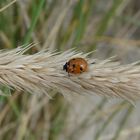 Marienkäfer auf Erkundungstour